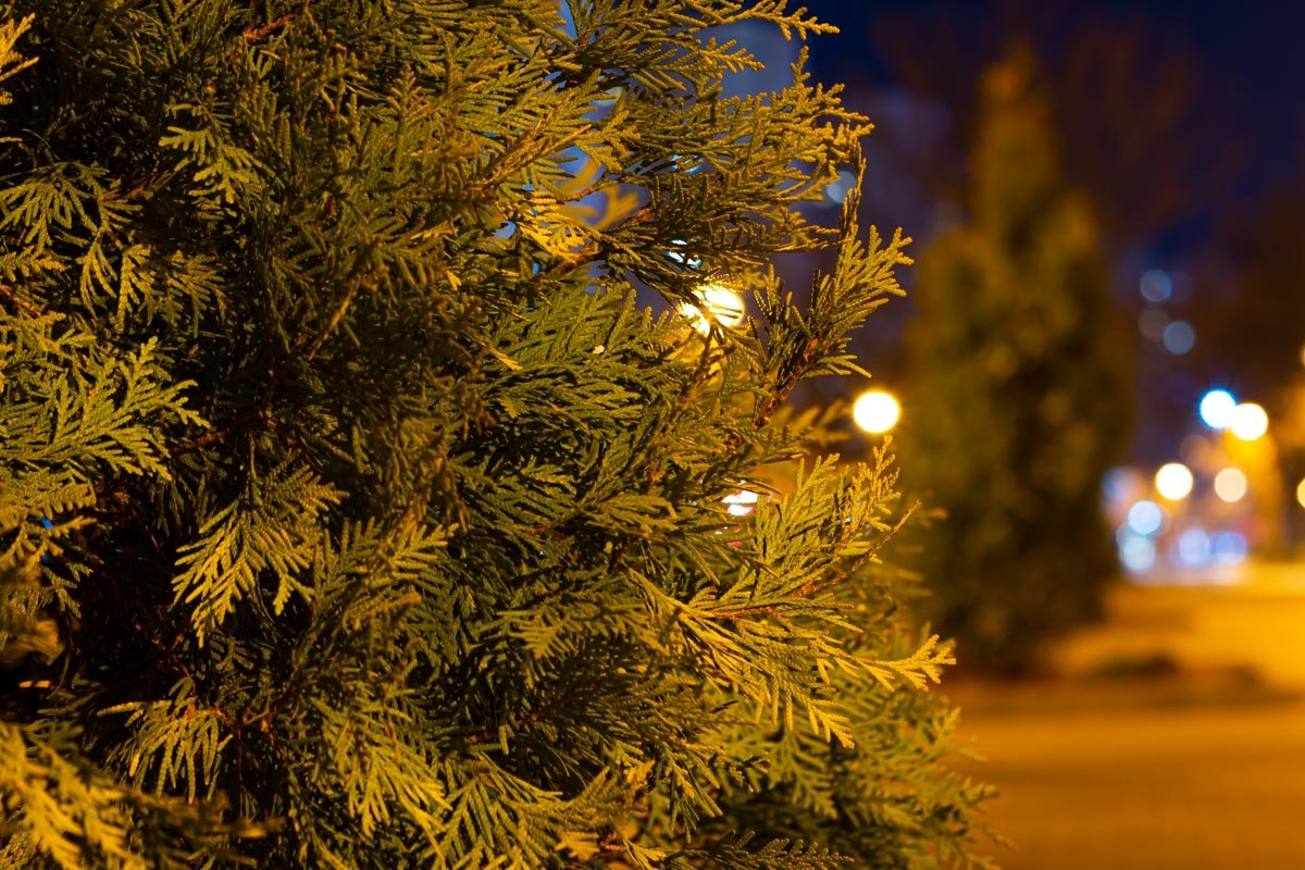 Уже хочется украсить новогодними гирляндами Уже хочется украсить новогодними гирляндами