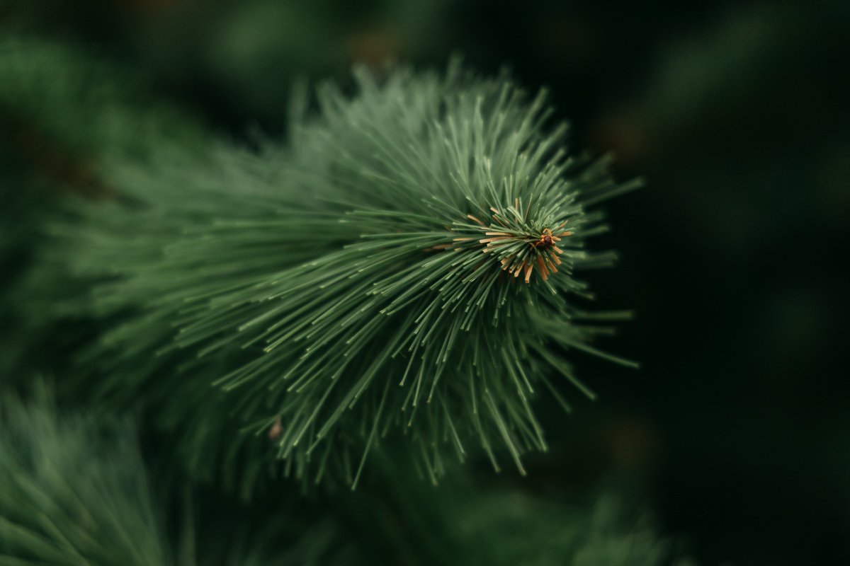 В парке "Зеленый Гай" уже царит особая атмосфера