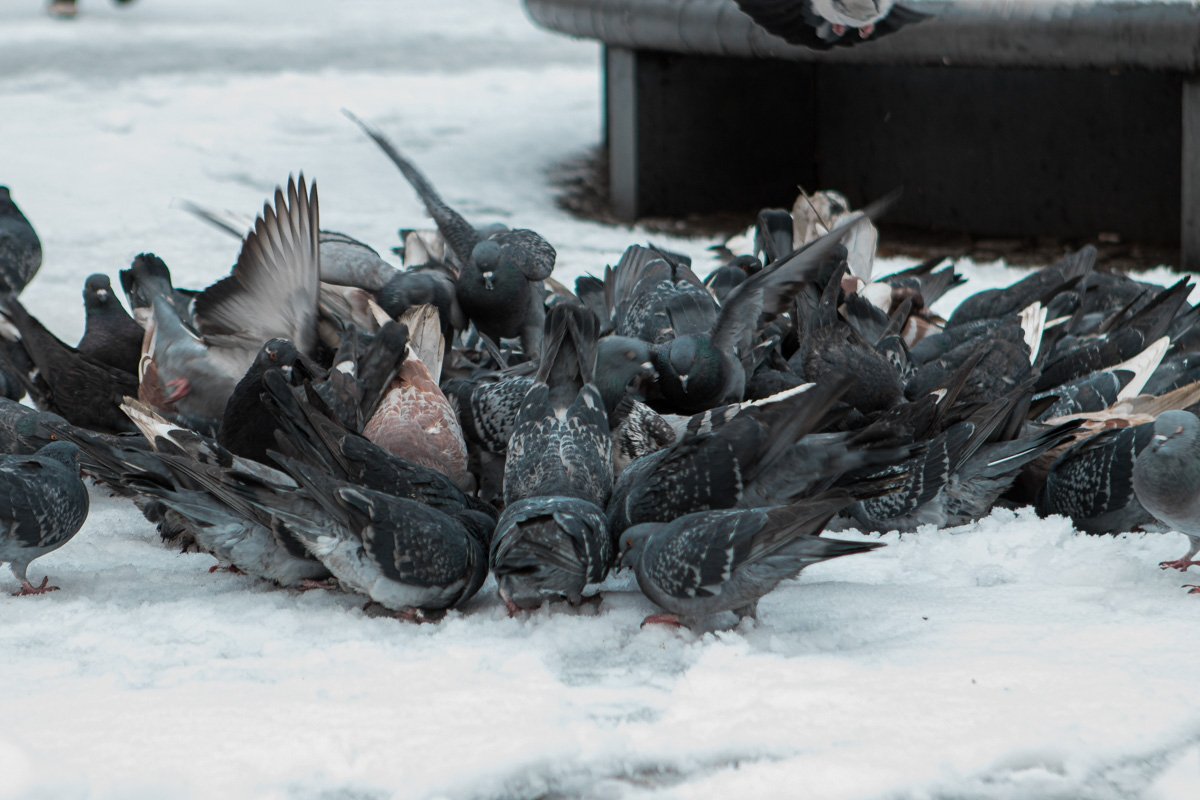 Бедняжки мерзнут