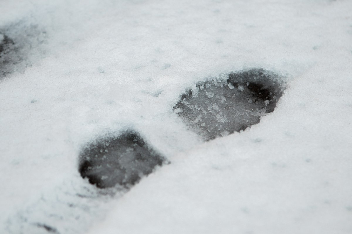 Вперед к снегу