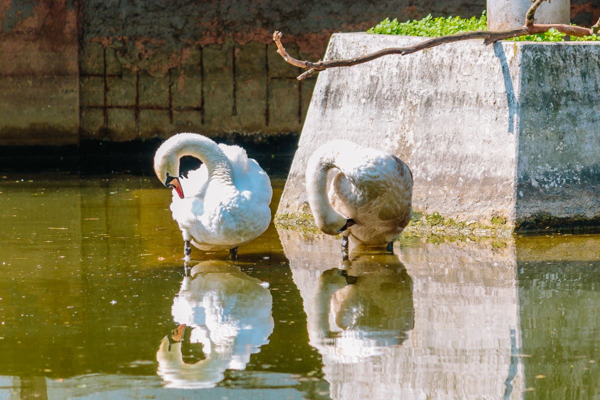 Лебеди отдыхают  Лебеди отдыхают