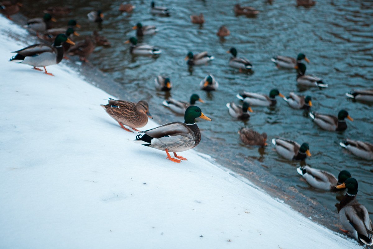 Утки мерзнут Утки мерзнут