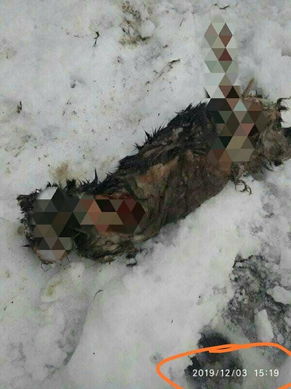 В Днепре снова нашли кота с отрубленными лапами 1
