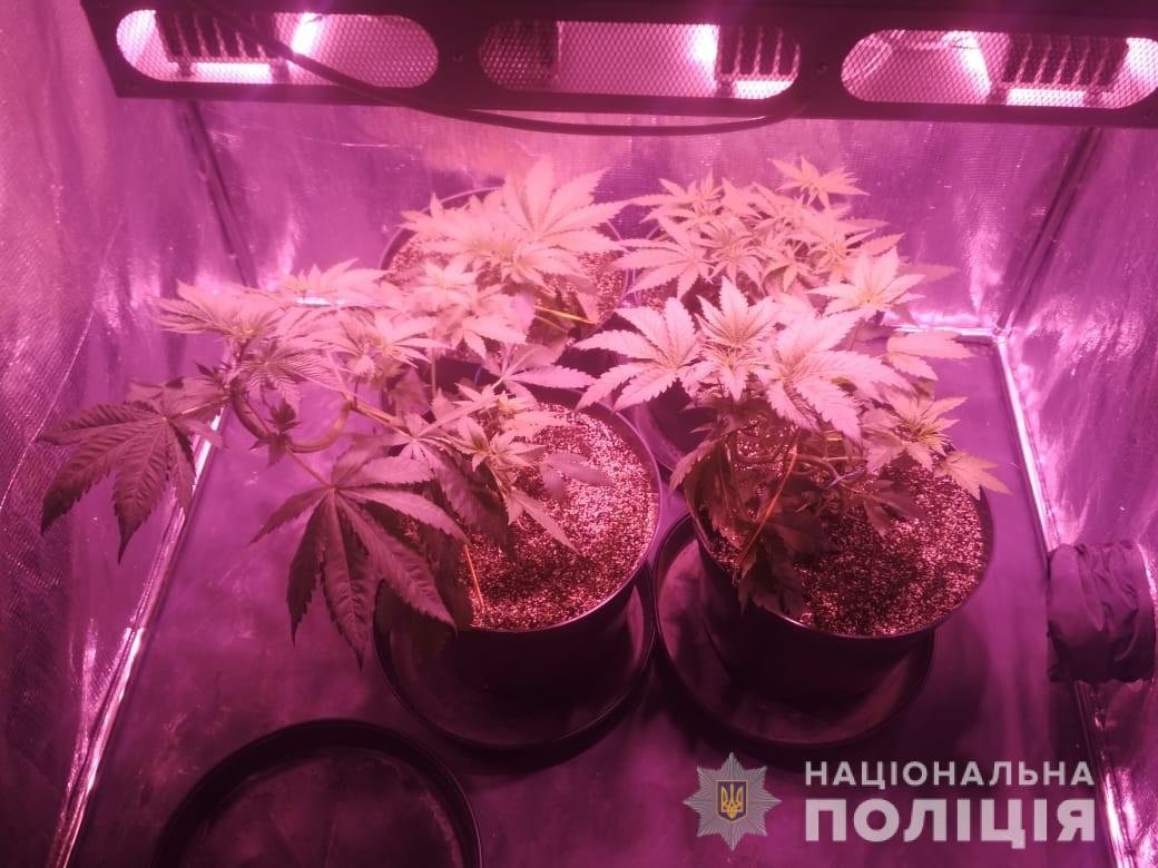 Коноплю выращивали в палатке 