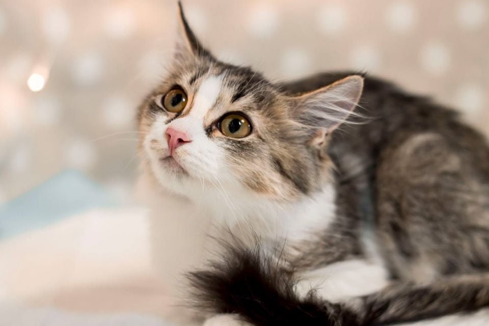 Подарите тепло и любовь: какие животные ищут дом в Днепре 1