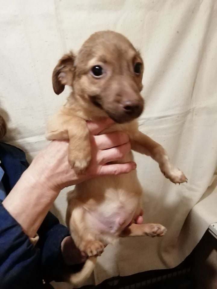 Подарите тепло и любовь: какие животные ищут дом в Днепре 2