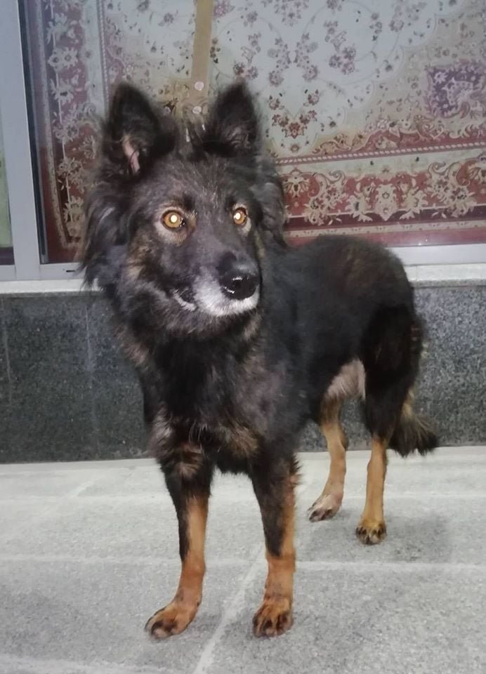 Подарите тепло и любовь: какие животные ищут дом в Днепре 3