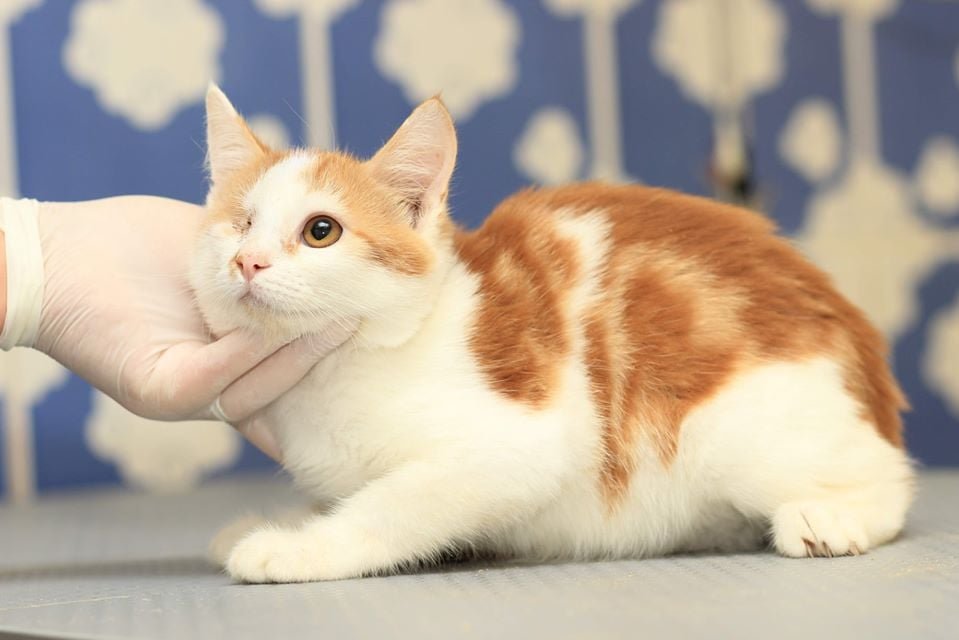 Подарите тепло и любовь: какие животные ищут дом в Днепре 4