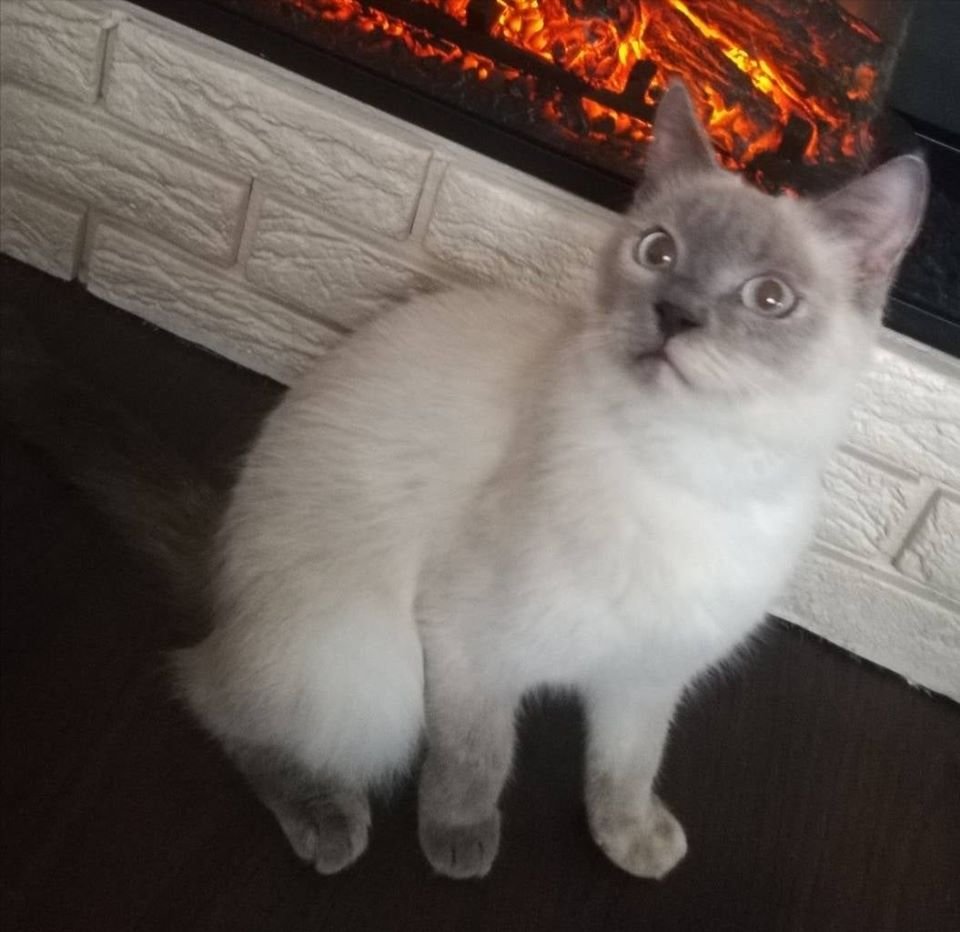 Подарите тепло и любовь: какие животные ищут дом в Днепре 5