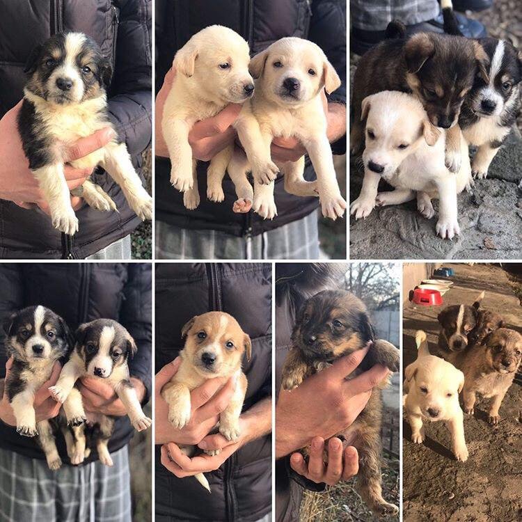 Подарите тепло и любовь: какие животные ищут дом в Днепре 6