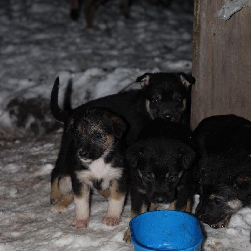 Подарите тепло и любовь: какие животные ищут дом в Днепре 7