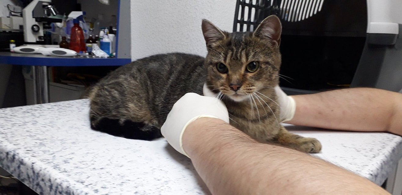 В Днепре пропало много животных: помогите найти 1