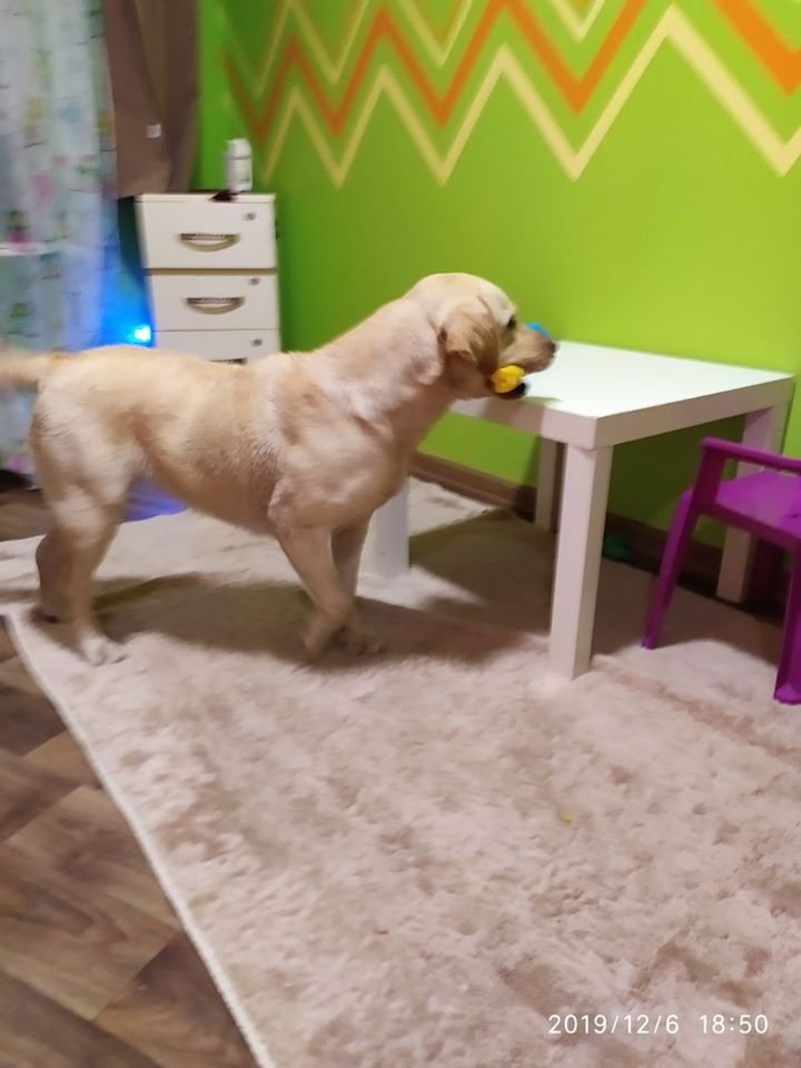 В Днепре пропало много животных: помогите найти 2