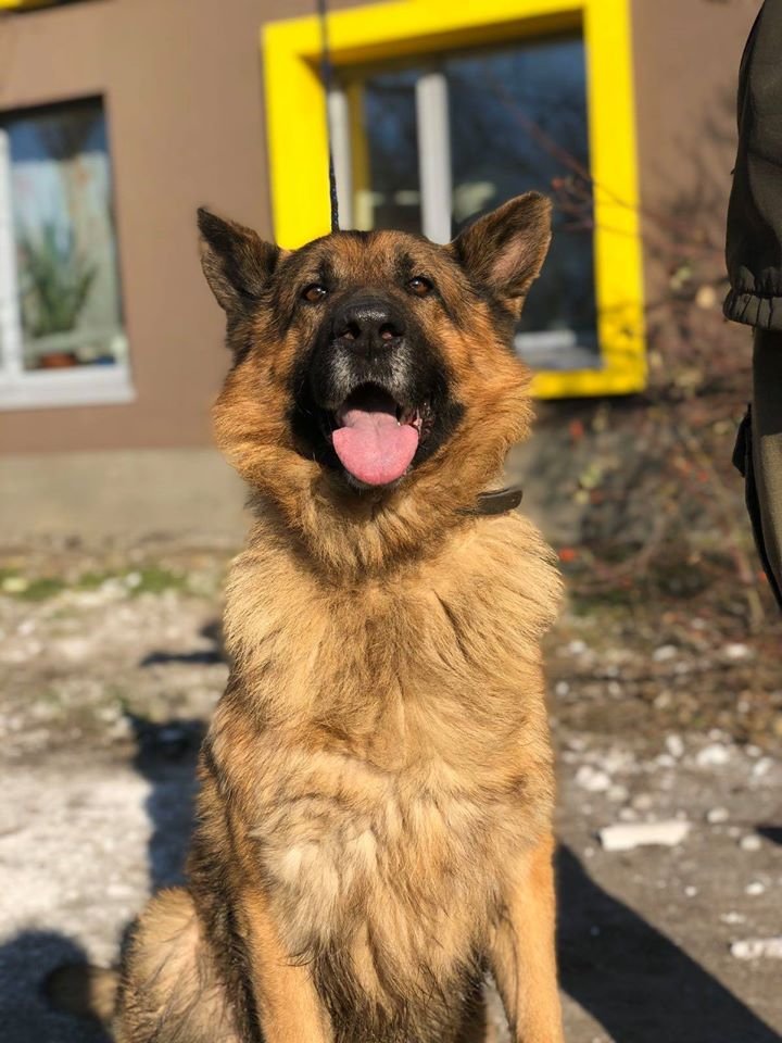 В Днепре пропало много животных: помогите найти 3