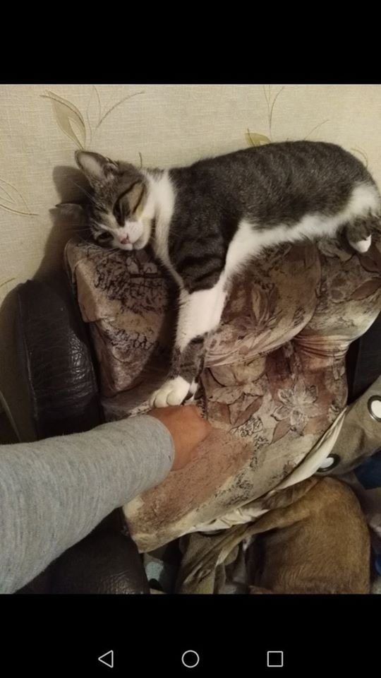 В Днепре пропало много животных: помогите найти 4