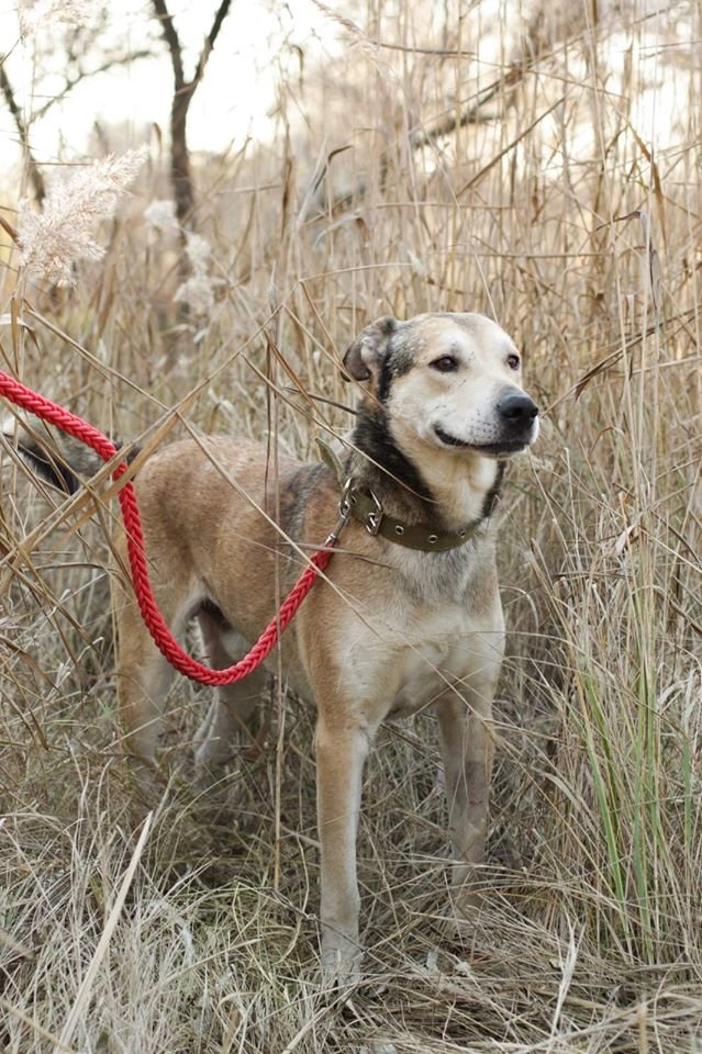 В Днепре пропало много животных: помогите найти 5