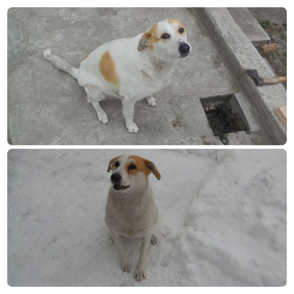 В Днепре пропало много животных: помогите найти 6