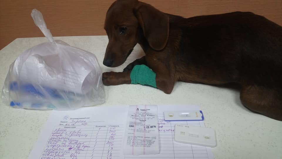 Как живет приют для такс под Днепром 1