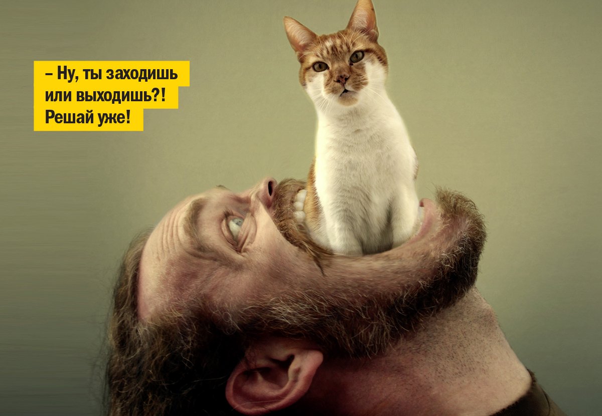 Окей, Информатор: развенчиваем мифы про токсоплазмоз 1