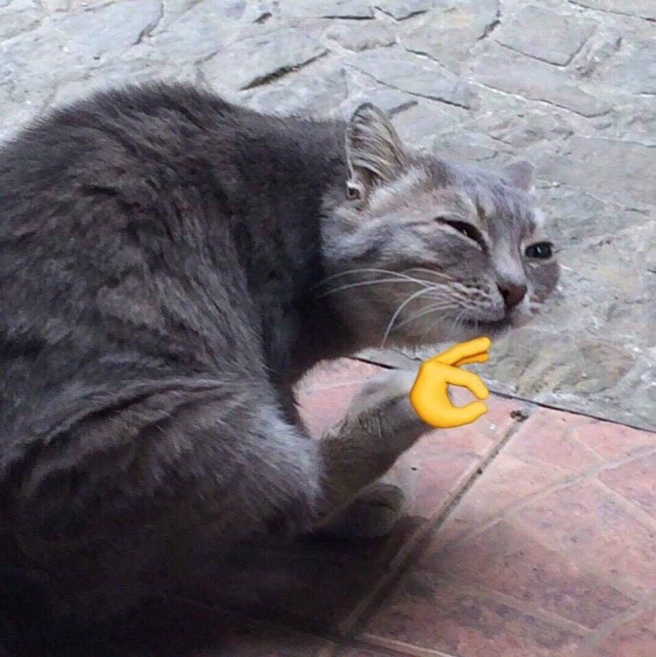 Окей, Информатор: развенчиваем мифы про токсоплазмоз 2