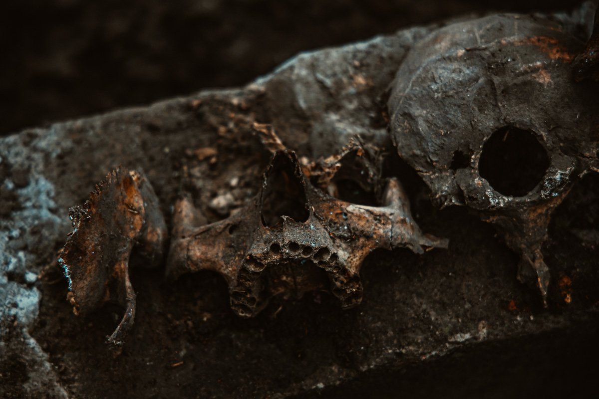 Среди них были часть черепа и нижняя челюсть