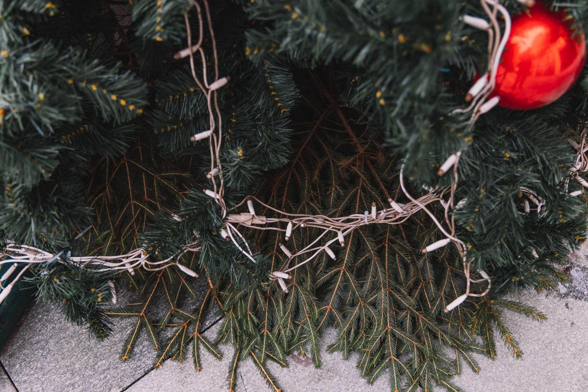 Мохнатые лапы ждут снега Мохнатые лапы ждут снега