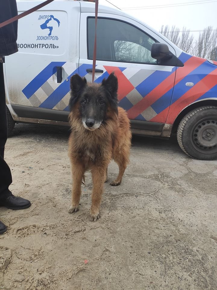 В Днепре пропало много животных: помогите найти 1