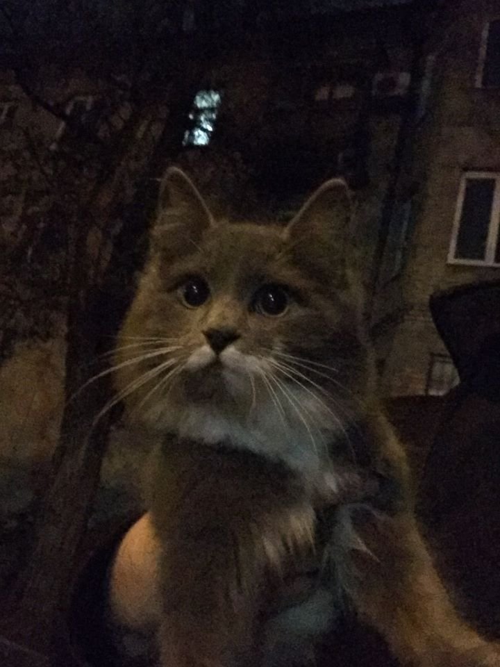 В Днепре пропало много животных: помогите найти 2