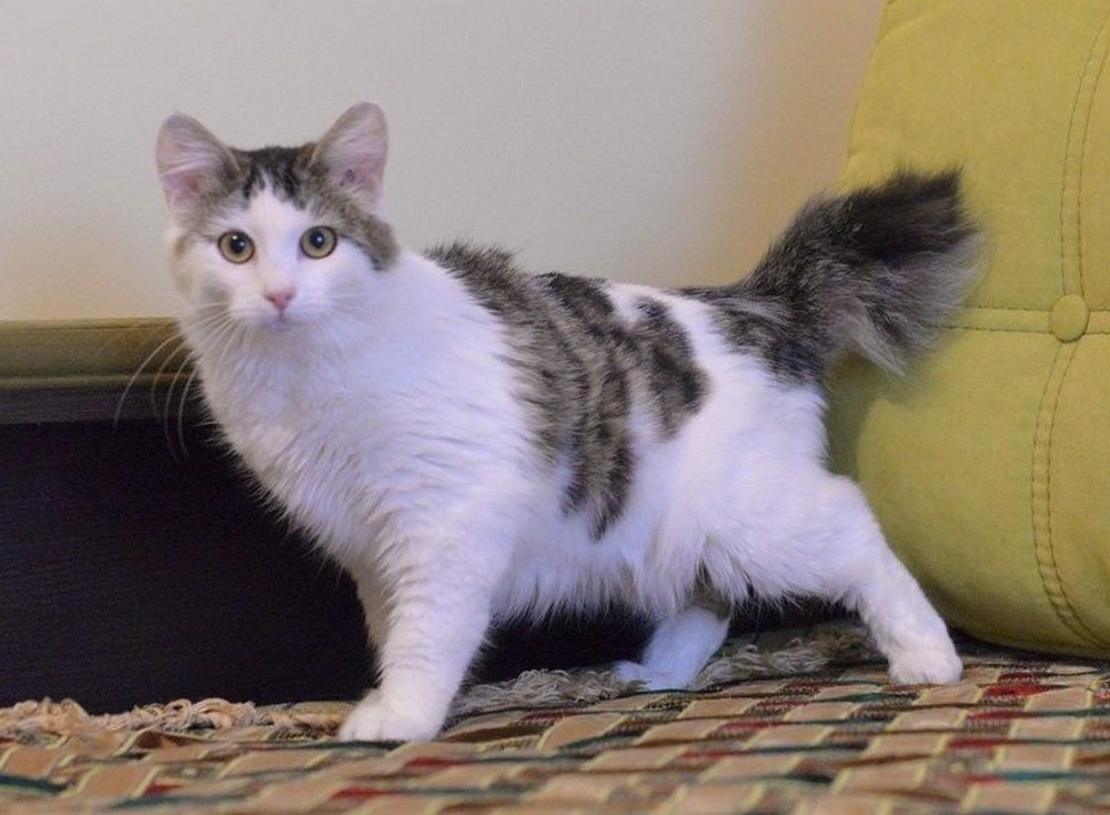 Очаровательная девочка на мягких лапках