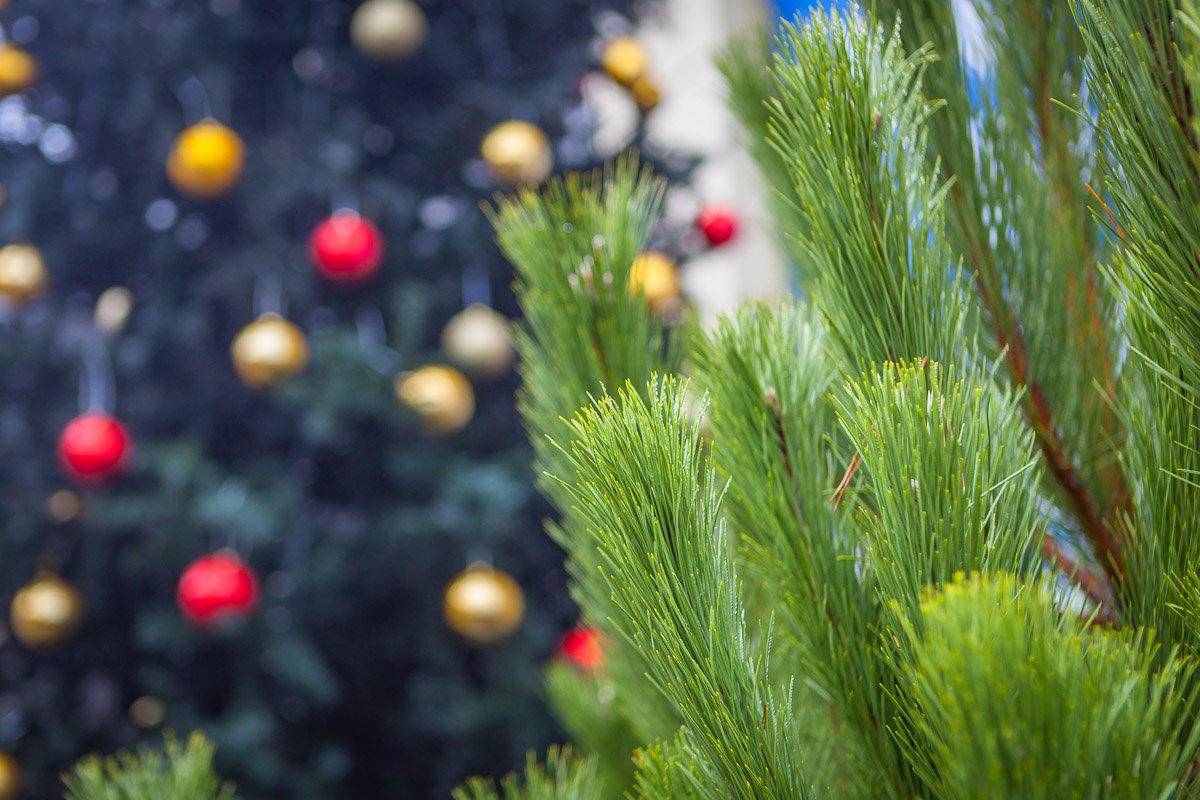 Рядом продают елки Рядом продают елки