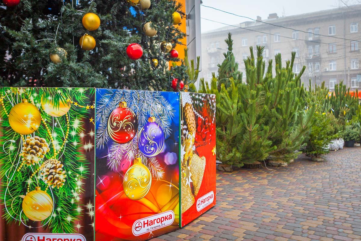 Дерево поставили на пьедестал Дерево поставили на пьедестал