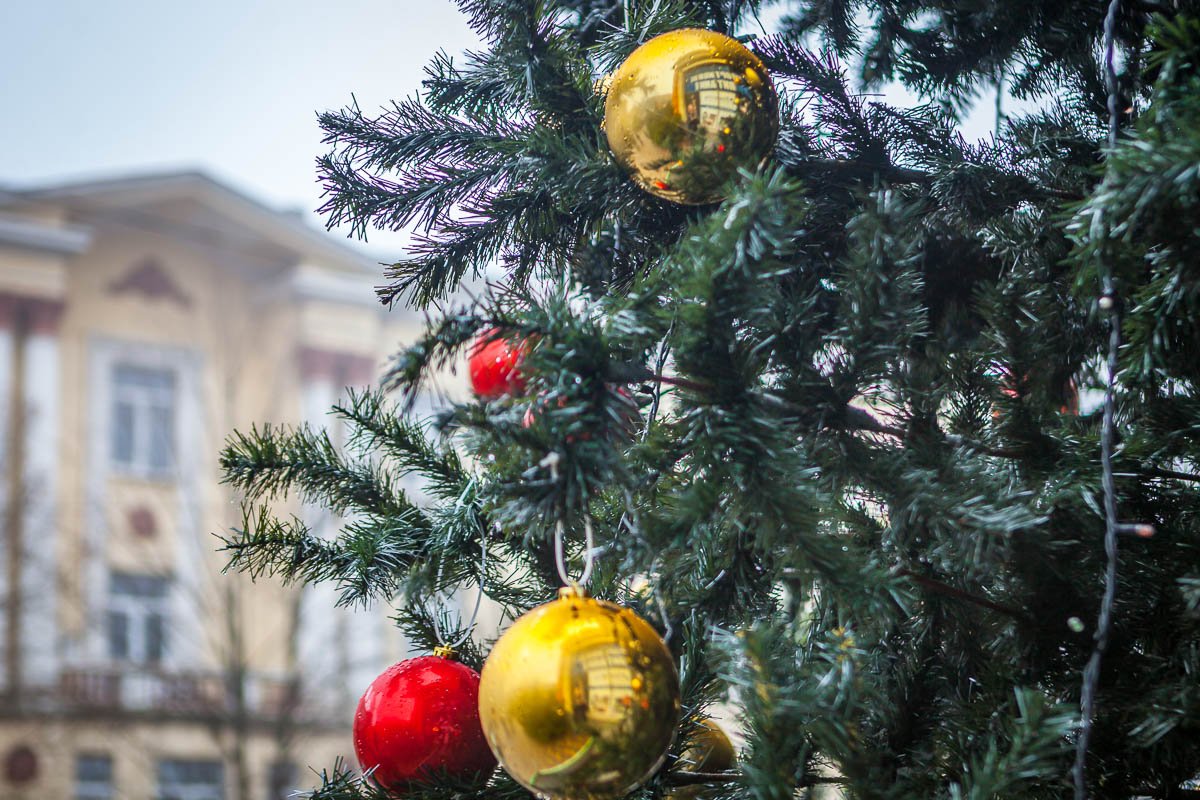 Елка-аскет Елка-аскет