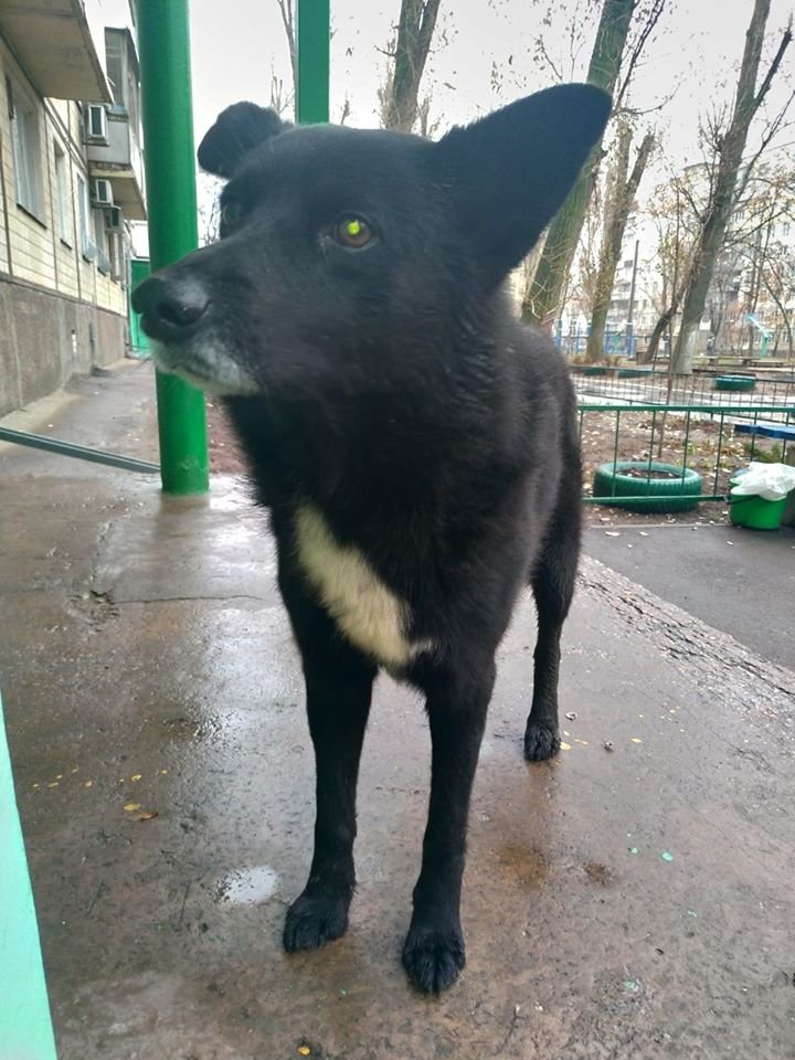 В Днепре пропало много животных: помогите найти 3