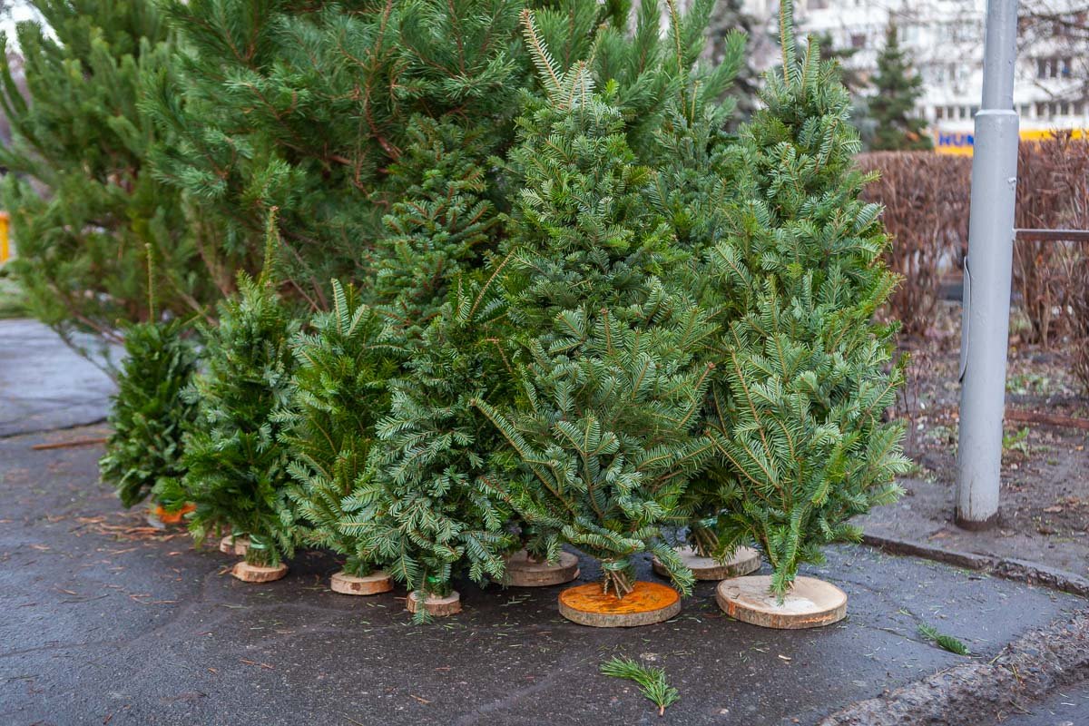 Эти стоят 200 - 250 гривен Эти стоят 200 - 250 гривен