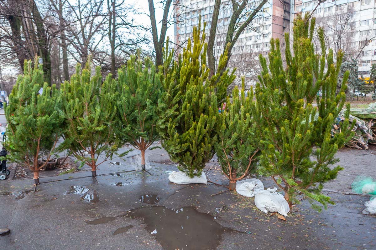 Большие обойдутся в 500 - 700 Большие обойдутся в 500 - 700