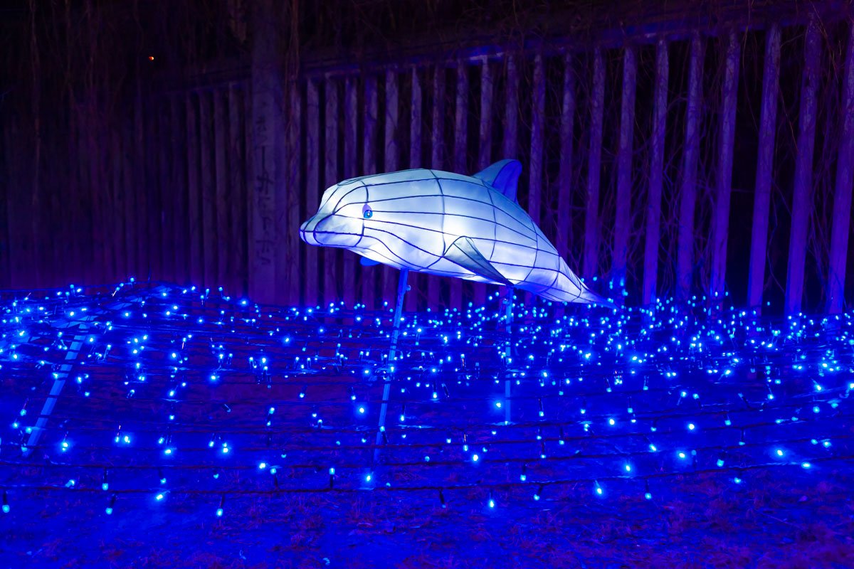 А вот и дельфины 