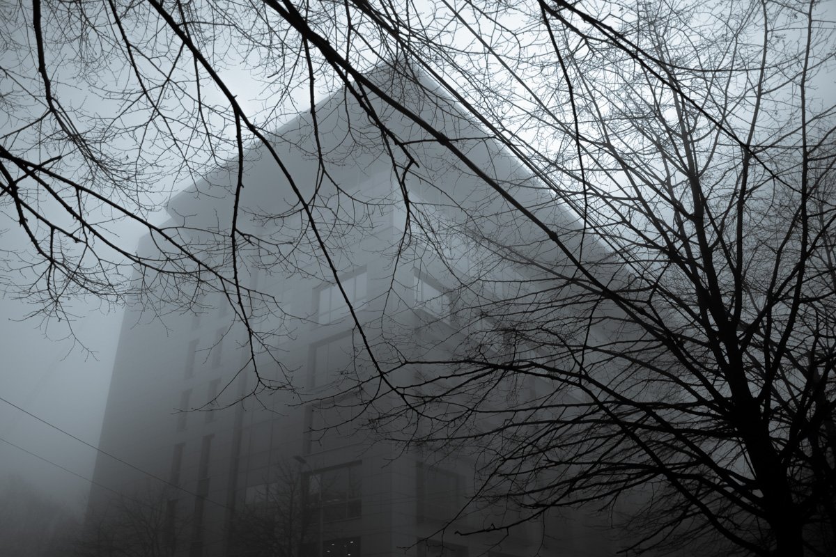 Ветки обнимают дома 