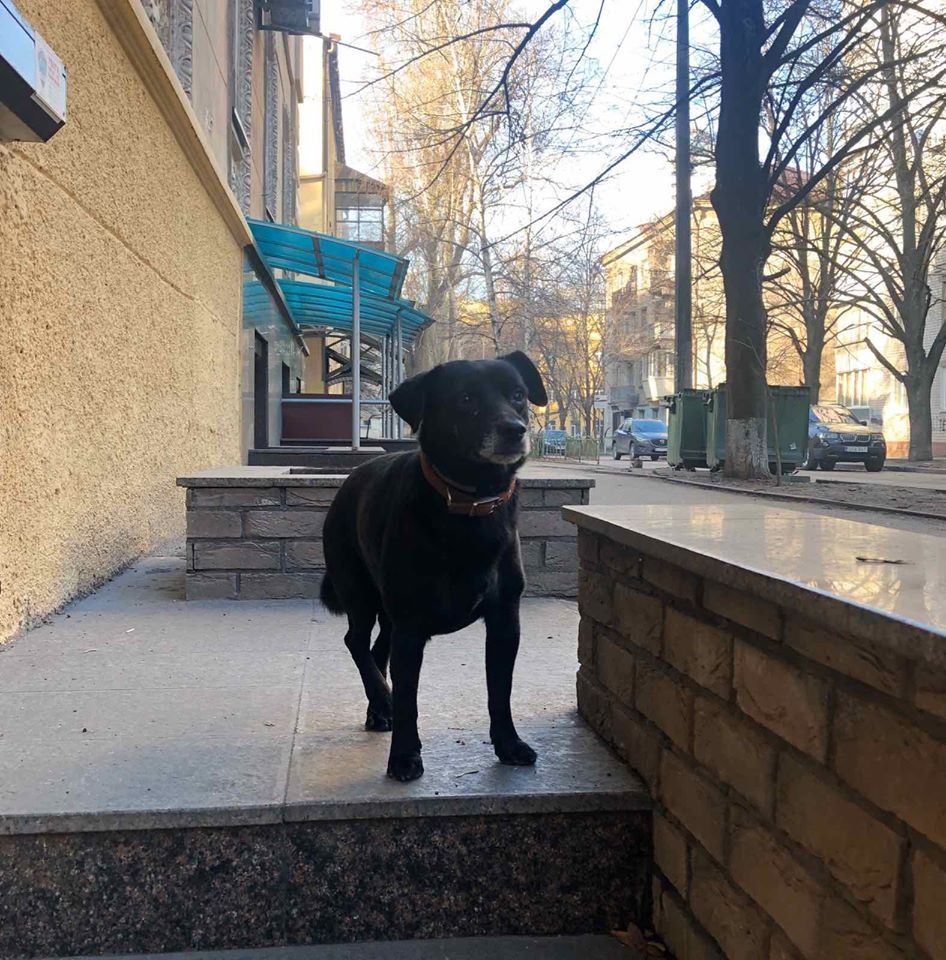 В Днепре пропало много животных: помогите найти 1