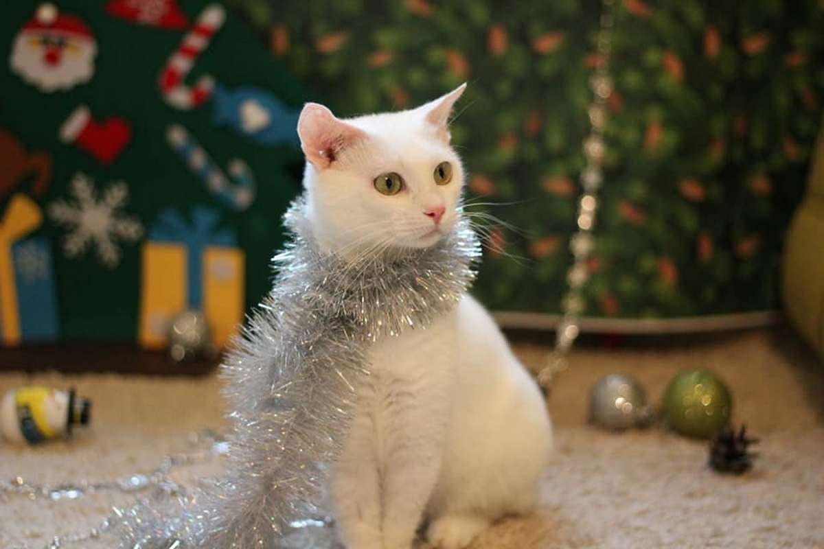 Нежная кошечка мечтает стать частью вашей семьи Нежная кошечка мечтает стать частью вашей семьи