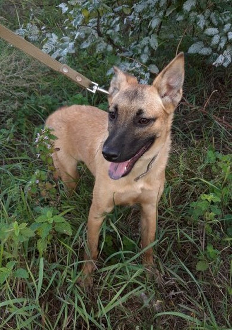 Собака-улыбака Собака-улыбака