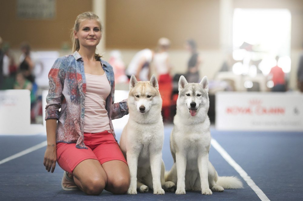 Почему лучше покупать щенка хаски в питомнике 1