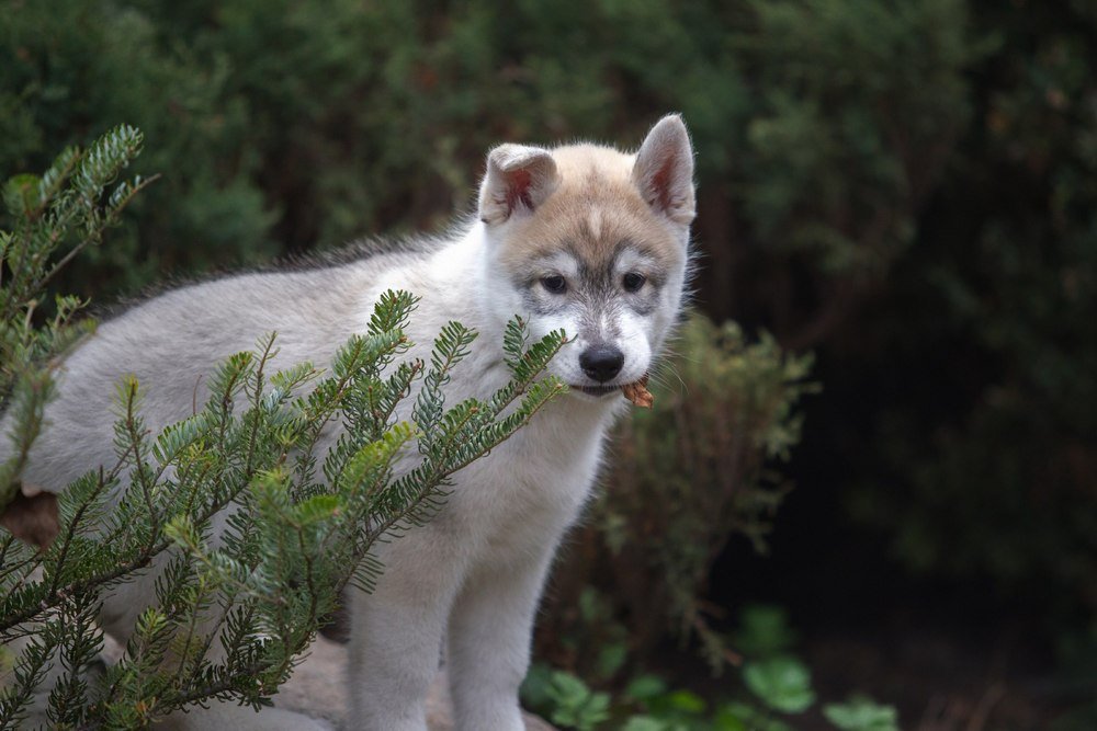 Почему лучше покупать щенка хаски в питомнике 3