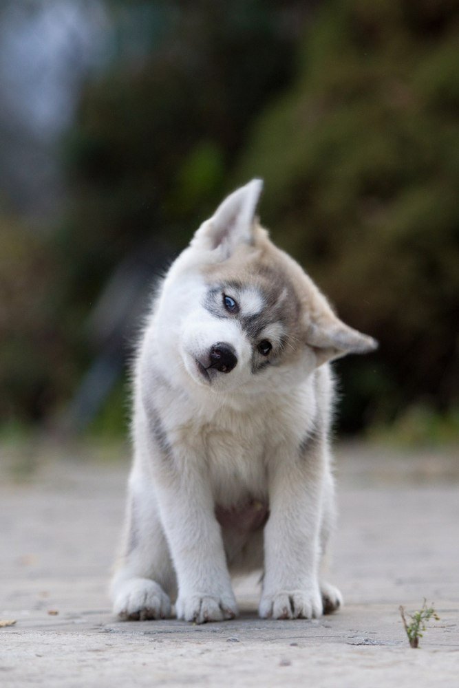 Почему лучше покупать щенка хаски в питомнике 4