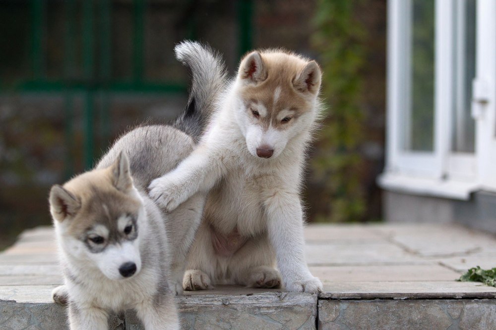 Почему лучше покупать щенка хаски в питомнике 5