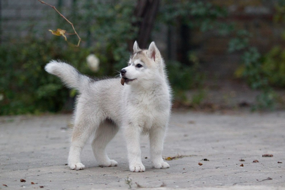 Почему лучше покупать щенка хаски в питомнике 6