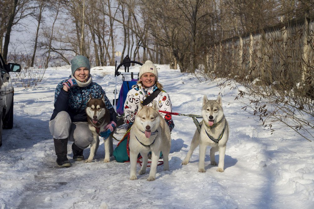 Почему лучше покупать щенка хаски в питомнике 7