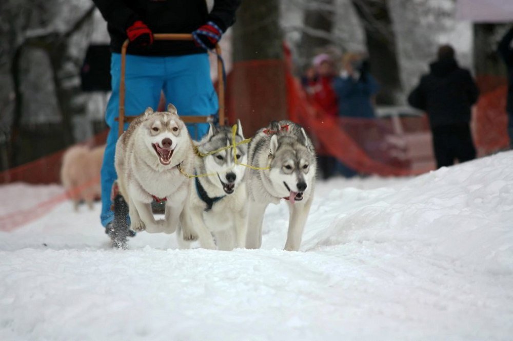 Почему лучше покупать щенка хаски в питомнике 8