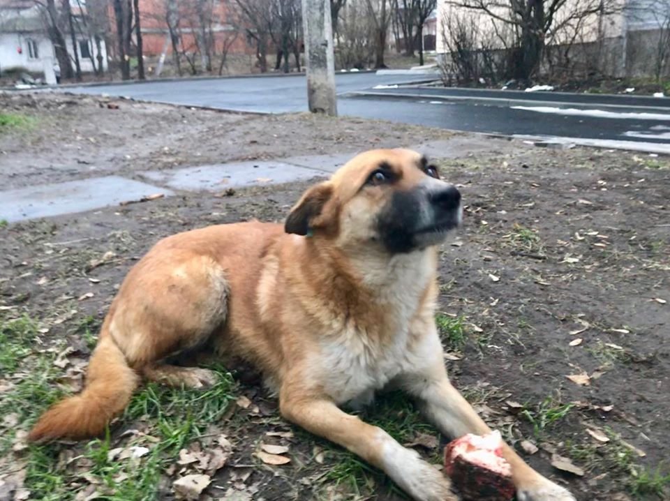 В Днепре пропало много животных: помогите найти 5