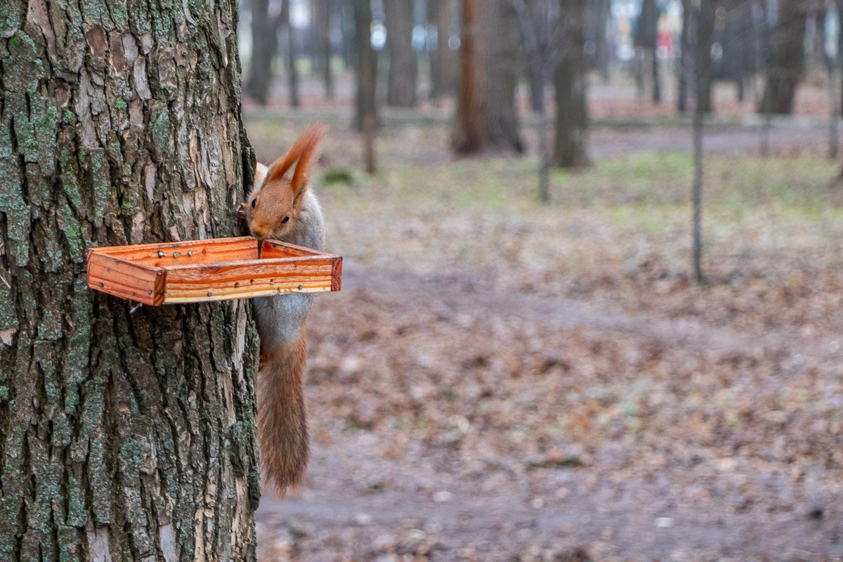 Фыр-фыр Фыр-фыр