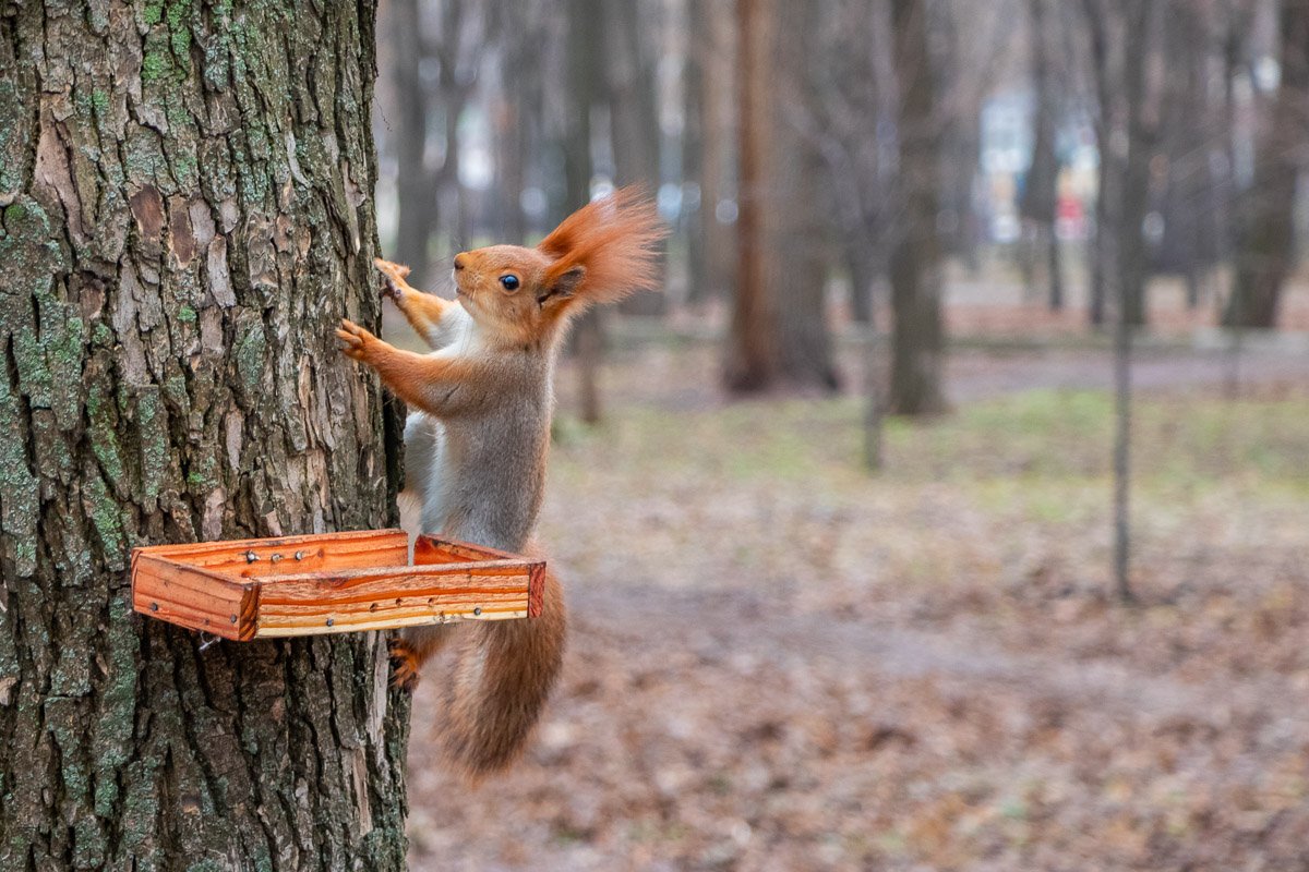Молится белочьим богам Молится белочьим богам